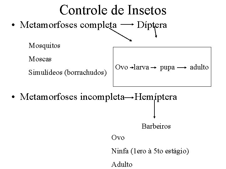 Controle de Insetos • Metamorfoses completa Díptera Mosquitos Moscas Simulídeos (borrachudos) Ovo larva pupa