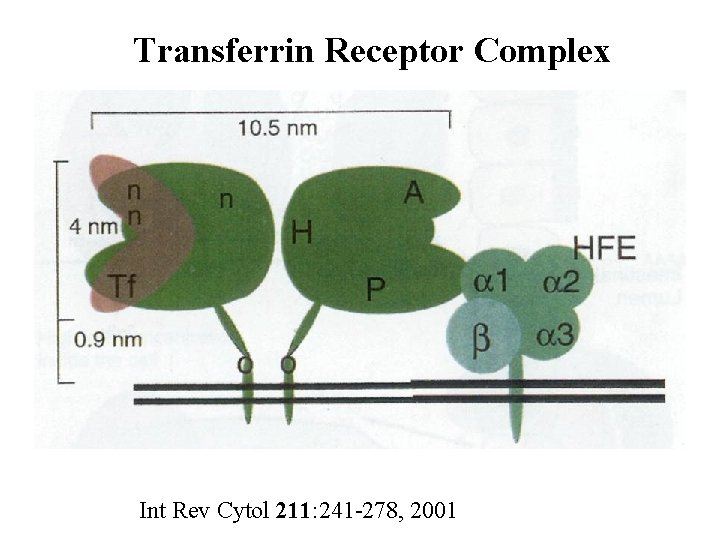 Transferrin Receptor Complex Int Rev Cytol 211: 241 -278, 2001 