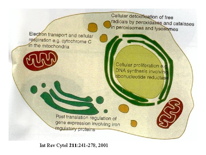 Int Rev Cytol 211: 241 -278, 2001 