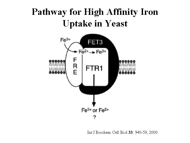 Pathway for High Affinity Iron Uptake in Yeast Int J Biochem Cell Biol 33: