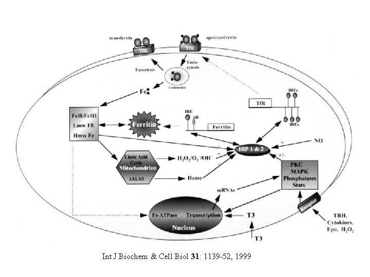 Int J Biochem & Cell Biol 31: 1139 -52, 1999 