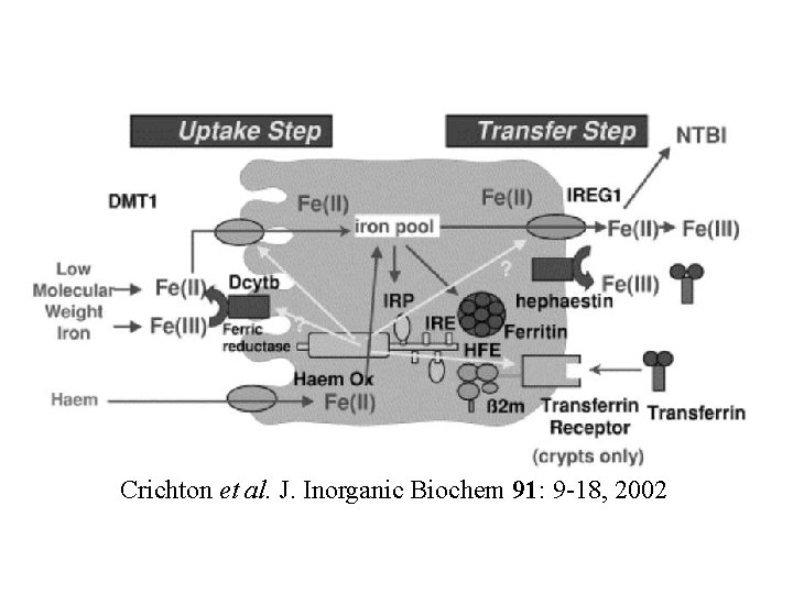 Crichton et al. J. Inorganic Biochem 91: 9 -18, 2002 