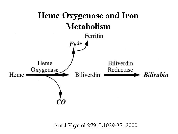 Heme Oxygenase and Iron Metabolism Am J Physiol 279: L 1029 -37, 2000 