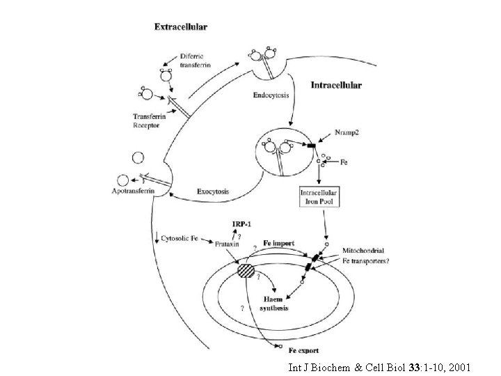 Int J Biochem & Cell Biol 33: 1 -10, 2001 