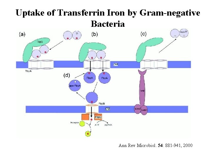 Uptake of Transferrin Iron by Gram-negative Bacteria Ann Rev Microbiol. 54: 881 -941, 2000