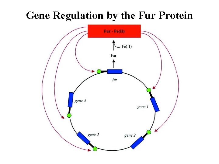 Gene Regulation by the Fur Protein 