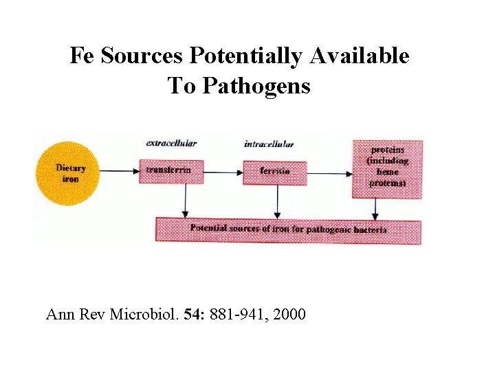 Fe Sources Potentially Available To Pathogens Ann Rev Microbiol. 54: 881 -941, 2000 