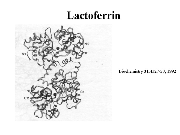 Lactoferrin Biochemistry 31: 4527 -33, 1992 