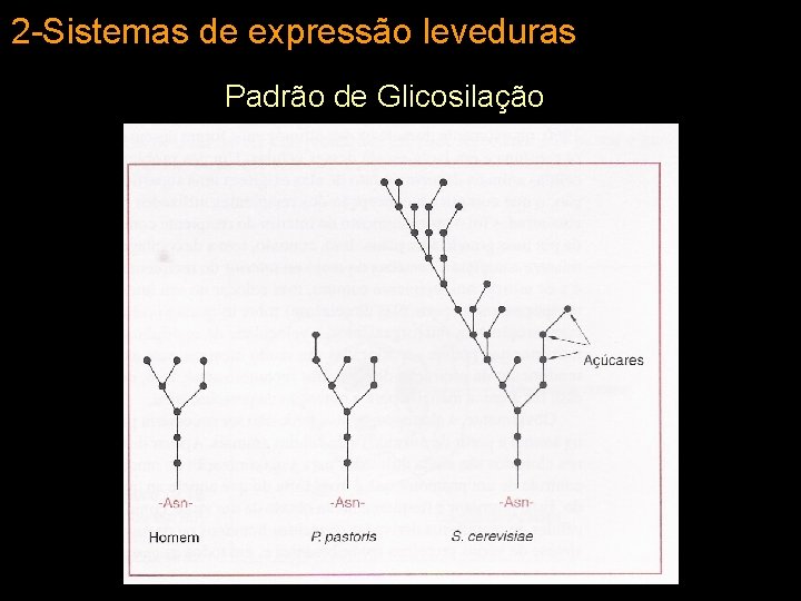 2 -Sistemas de expressão leveduras Padrão de Glicosilação 