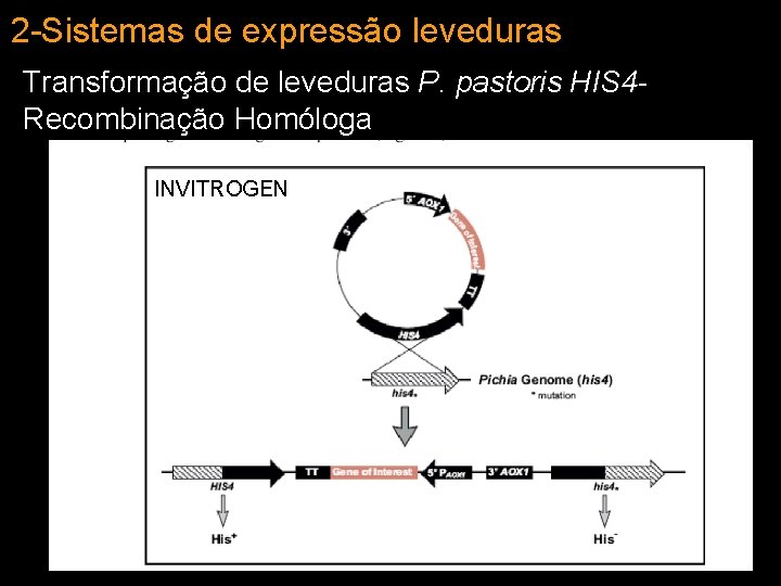 2 -Sistemas de expressão leveduras Transformação de leveduras P. pastoris HIS 4 Recombinação Homóloga