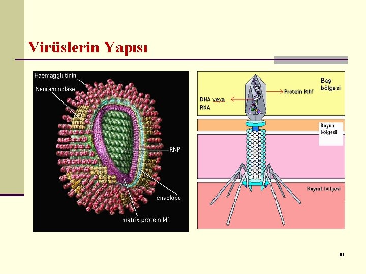 Virüslerin Yapısı 10 