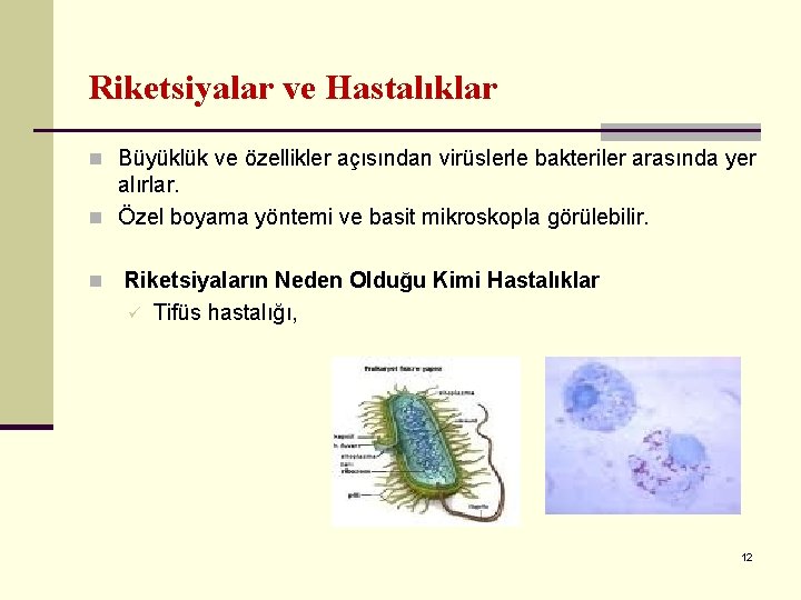 Riketsiyalar ve Hastalıklar n Büyüklük ve özellikler açısından virüslerle bakteriler arasında yer alırlar. n