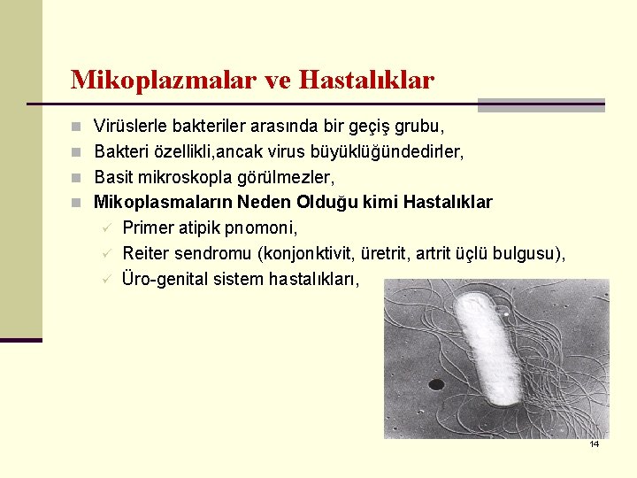 Mikoplazmalar ve Hastalıklar n Virüslerle bakteriler arasında bir geçiş grubu, n Bakteri özellikli, ancak