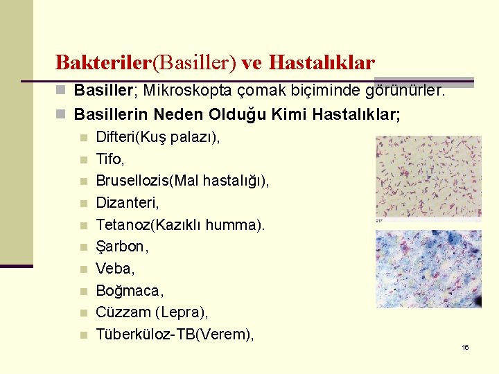 Bakteriler(Basiller) ve Hastalıklar n Basiller; Mikroskopta çomak biçiminde görünürler. n Basillerin Neden Olduğu Kimi