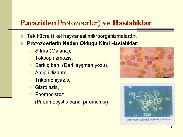 Parazitler(Protozoerler) ve Hastalıklar n Tek hücreli ilkel hayvansal mikroorganizmalardır. n Protozoerlerin Neden Olduğu Kimi