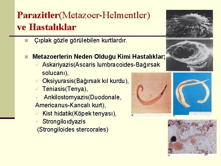 Parazitler(Metazoer-Helmentler) ve Hastalıklar n Çıplak gözle görülebilen kurtlardır. n Metazoerlerin Neden Olduğu Kimi Hastalıklar;
