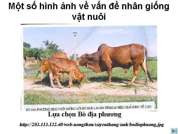 Một số hình ảnh về vấn đề nhân giống vật nuôi Lựa chọn Bò