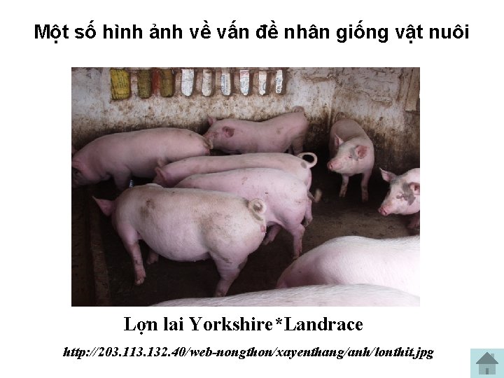 Một số hình ảnh về vấn đề nhân giống vật nuôi Lợn lai Yorkshire*Landrace