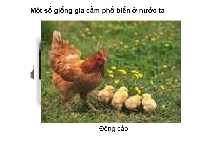 Một số giống gia cầm phổ biến ở nước ta Gà GàLơgo Rốt -