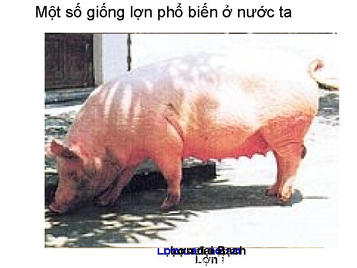 Một số giống lợn phổ biến ở nước ta Lợn Ỉ Lợn siêu nạc
