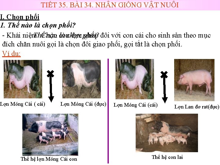 TIẾT 35. BÀI 34. NH N GIỐNG VẬT NUÔI I. Chọn phối 1. Thế