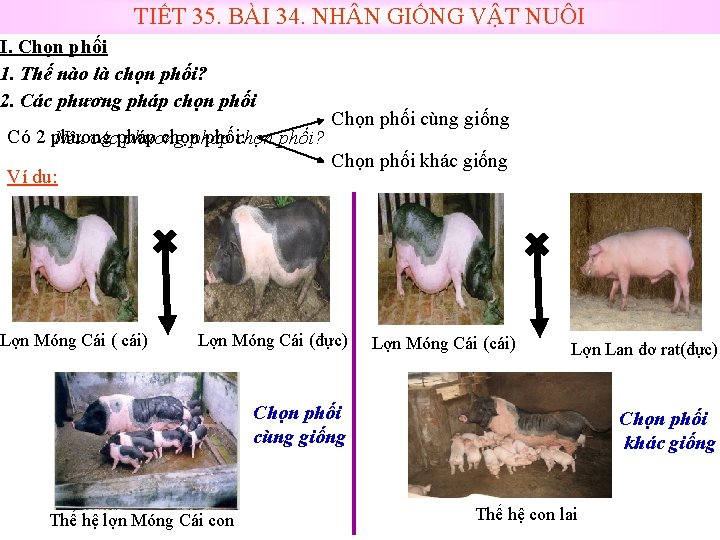 TIẾT 35. BÀI 34. NH N GIỐNG VẬT NUÔI I. Chọn phối 1. Thế