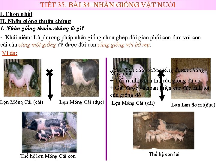 TIẾT 35. BÀI 34. NH N GIỐNG VẬT NUÔI I. Chọn phối II. Nhân