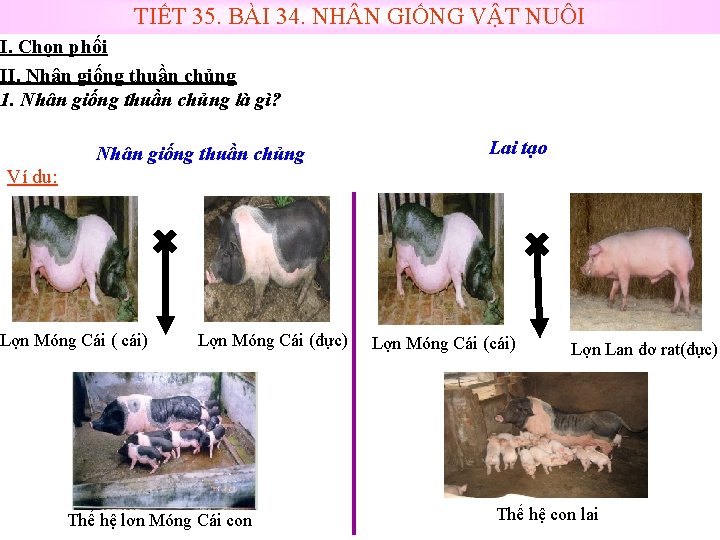 TIẾT 35. BÀI 34. NH N GIỐNG VẬT NUÔI I. Chọn phối II. Nhân