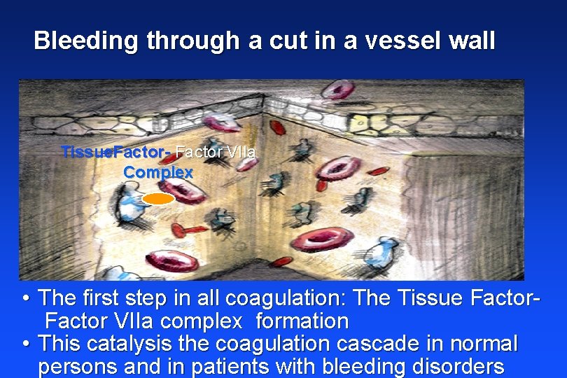 Bleeding through a cut in a vessel wall Tissue. Factor- Factor VIIa Complex •
