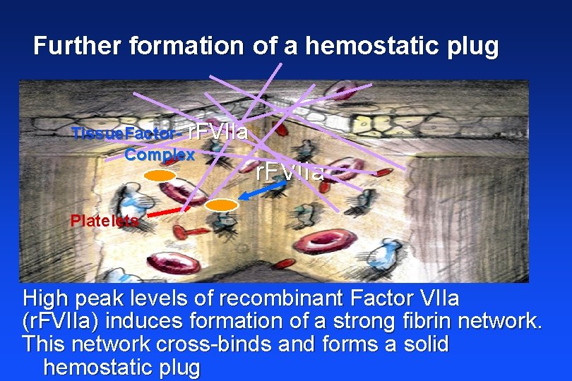 Further formation of a hemostatic plug Tissue. Factor- r. FVIIa Complex r. FVIIa Platelets