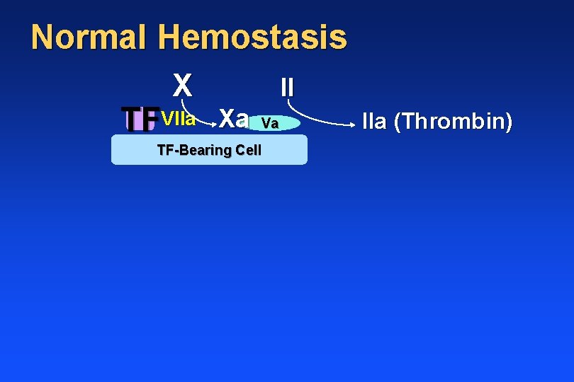 Normal Hemostasis X TFVIIa II Xa Va TF-Bearing Cell IIa (Thrombin) 