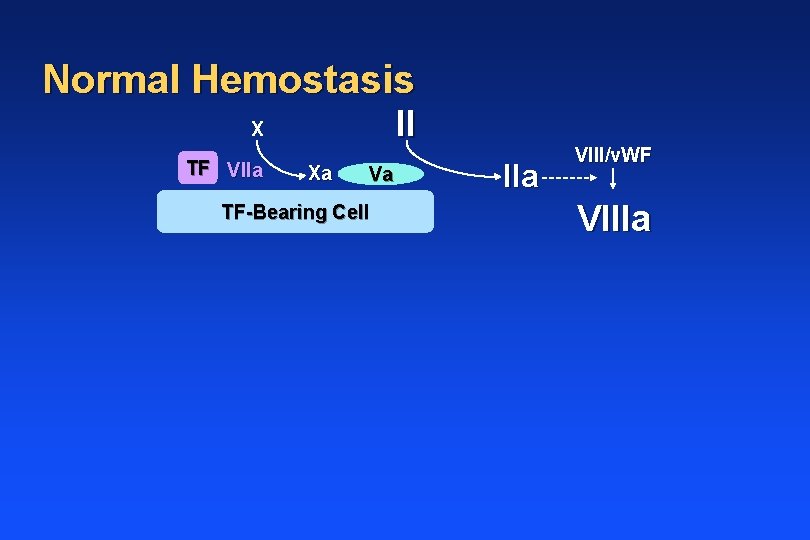 Normal Hemostasis II X TF VIIa Xa Va TF-Bearing Cell IIa VIII/v. WF VIIIa