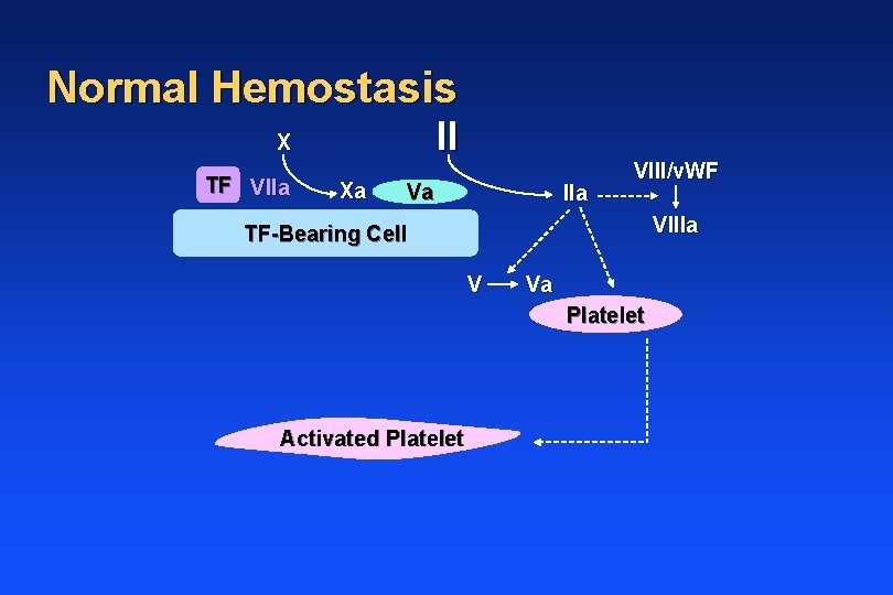 Normal Hemostasis II X TF VIIa Xa Va IIa VIII/v. WF VIIIa TF-Bearing Cell