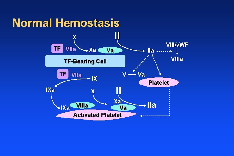Normal Hemostasis II X TF VIIa Xa Va IIa VIII/v. WF VIIIa TF-Bearing Cell