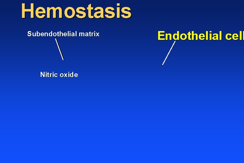 Hemostasis Subendothelial matrix Nitric oxide Endothelial cell 