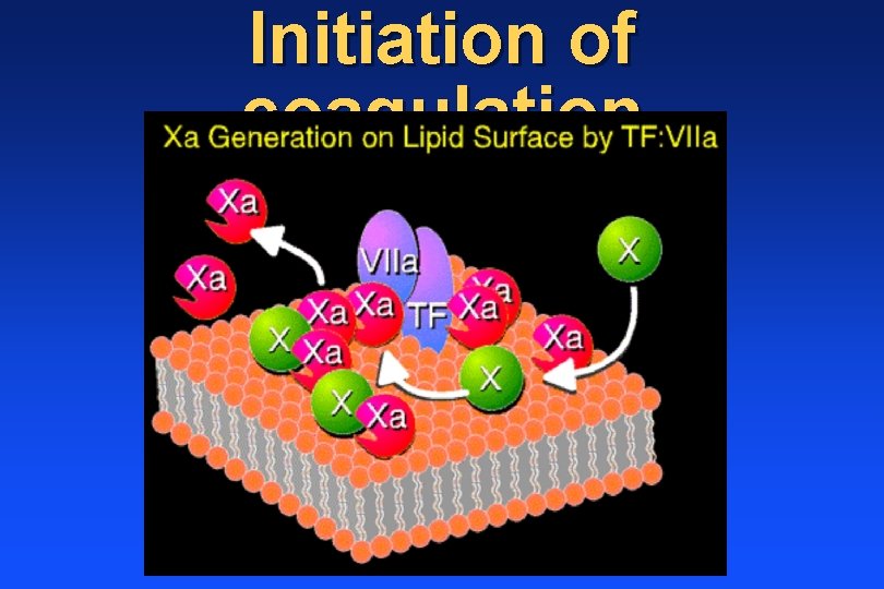 Initiation of coagulation 