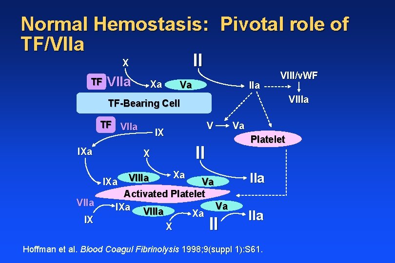 Normal Hemostasis: Pivotal role of TF/VIIa II X TF VIIa Xa Va IIa VIII/v.
