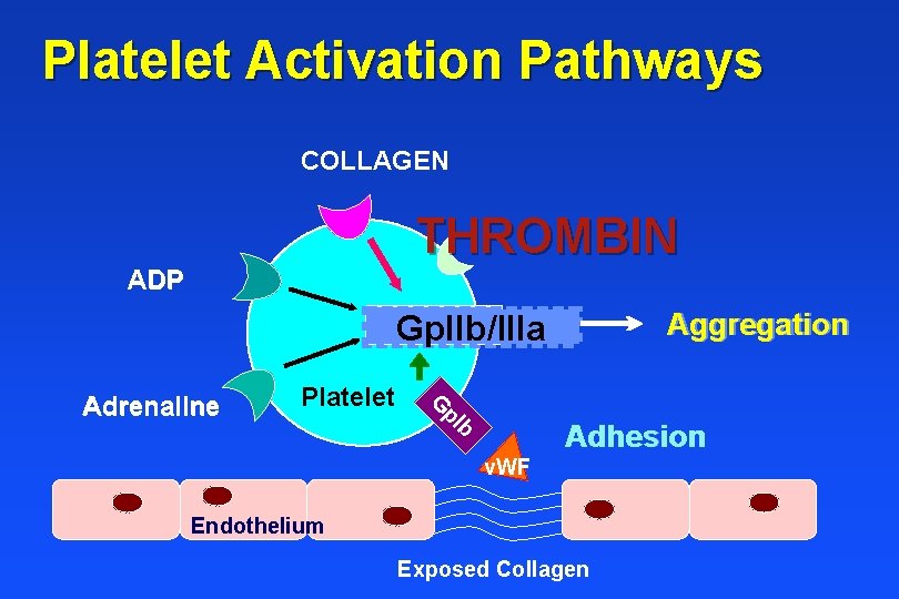 Platelet Activation Pathways COLLAGEN THROMBIN ADP Aggregation Gp. IIb/IIIa Platelet G p. I Adrenaline