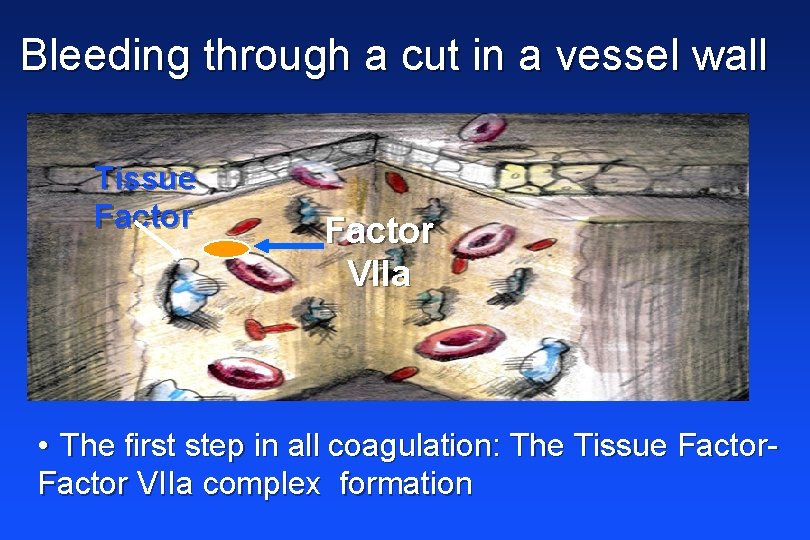 Bleeding through a cut in a vessel wall Tissue Factor VIIa • The first