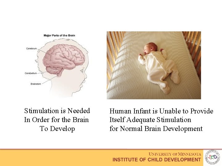 Stimulation is Needed In Order for the Brain To Develop Human Infant is Unable