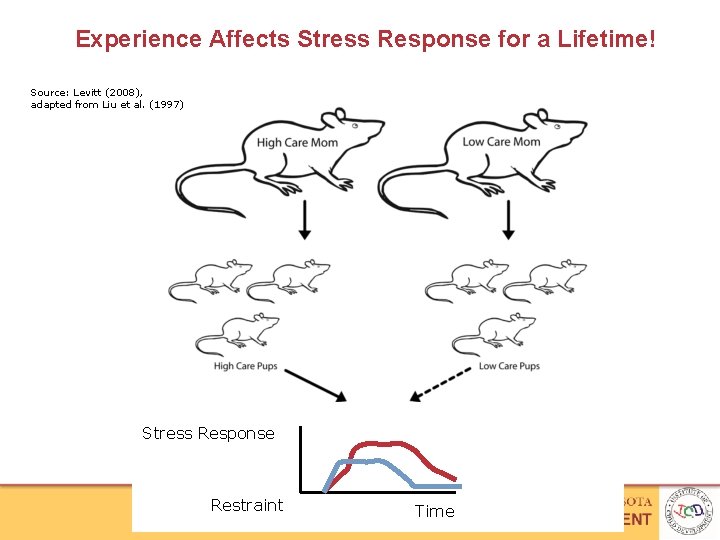Experience Affects Stress Response for a Lifetime! Source: Levitt (2008), adapted from Liu et