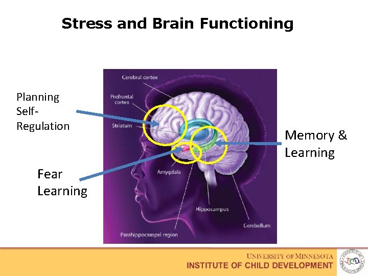 Stress and Brain Functioning Planning Self. Regulation Fear Learning Memory & Learning 