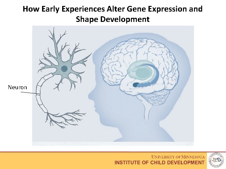 How Early Experiences Alter Gene Expression and Shape Development Neuron 