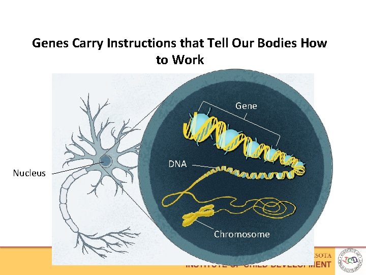 Genes Carry Instructions that Tell Our Bodies How to Work Gene Nucleus DNA Chromosome
