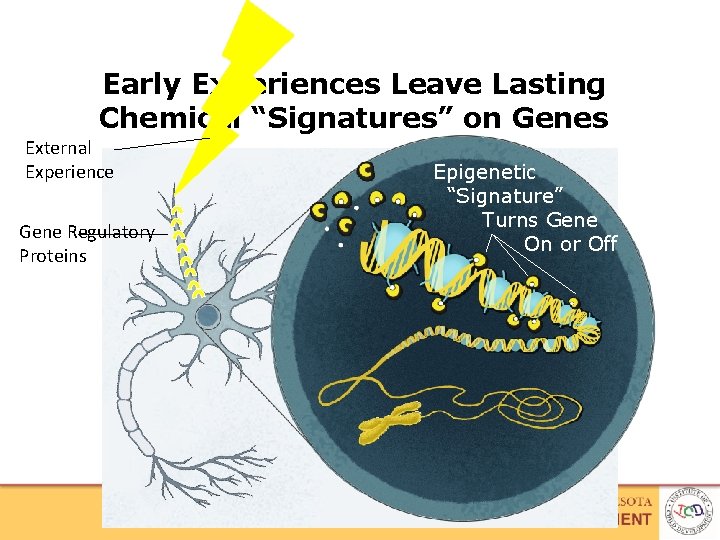 Early Experiences Leave Lasting Chemical “Signatures” on Genes External Experience Gene Regulatory Proteins Epigenetic