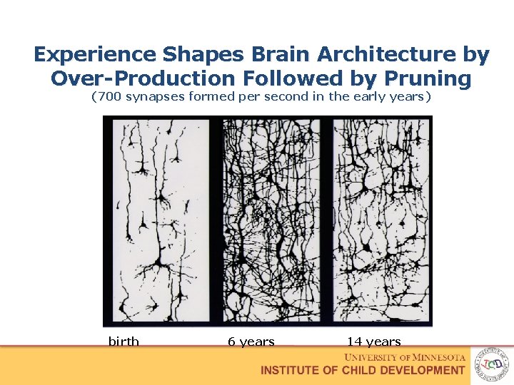 Experience Shapes Brain Architecture by Over-Production Followed by Pruning (700 synapses formed per second