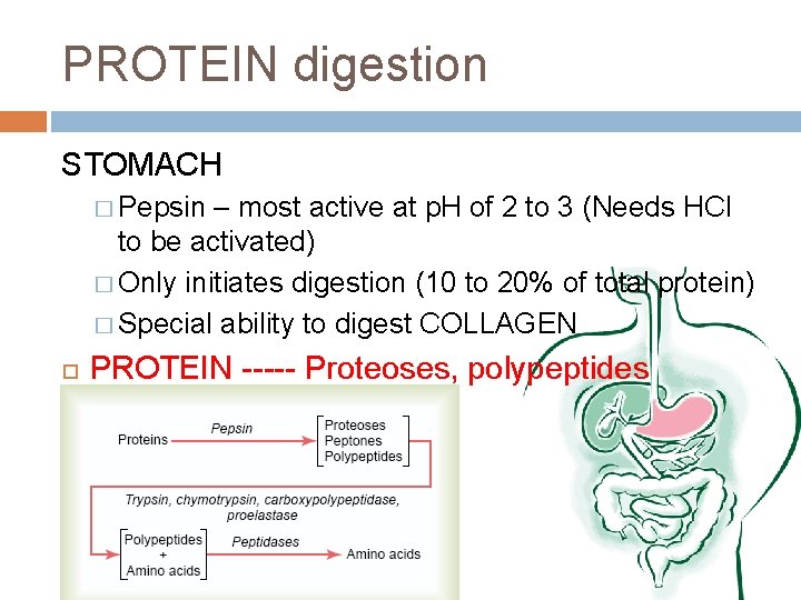 PROTEIN digestion STOMACH � Pepsin – most active at p. H of 2 to