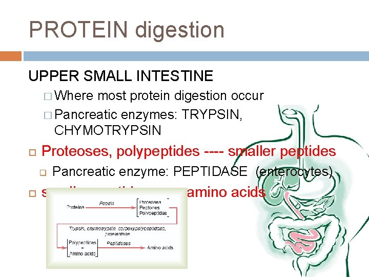 PROTEIN digestion UPPER SMALL INTESTINE � Where most protein digestion occur � Pancreatic enzymes: