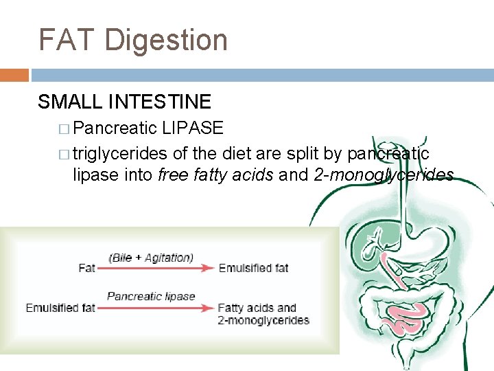 FAT Digestion SMALL INTESTINE � Pancreatic LIPASE � triglycerides of the diet are split