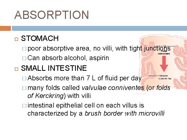 ABSORPTION STOMACH � poor absorptive area, no villi, with tight junctions � Can absorb